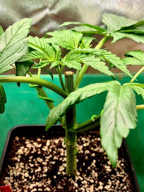 Connoisseur Genetics Cherry Diesel Skunk. Week 4