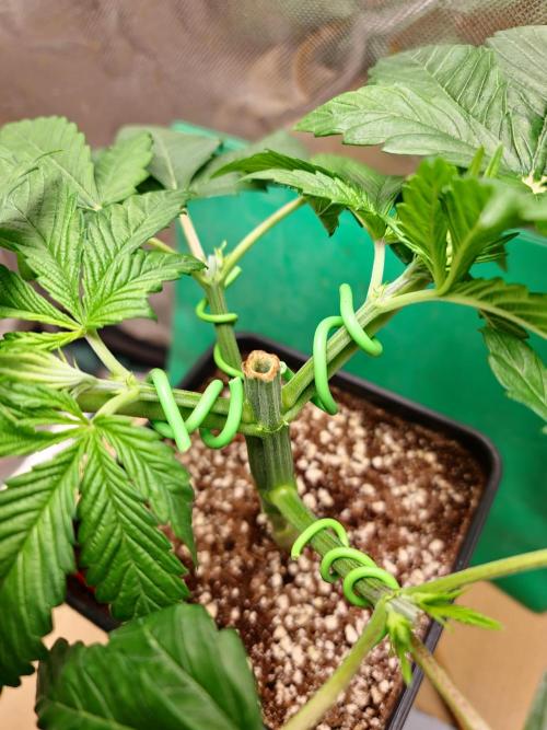 Connoisseur Genetics Cherry Diesel Skunk. Week 4