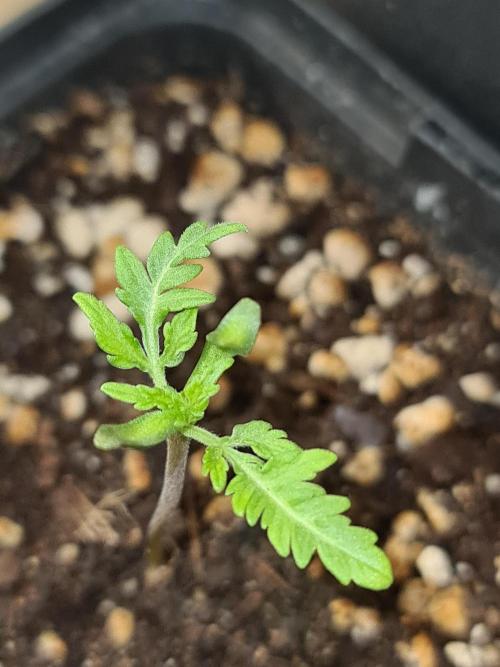 Frosty - Freaky - Purple. Week 1