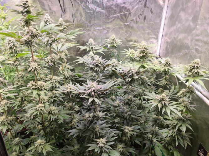 FatalFlower Gen.*Oim's Finest. Week 12