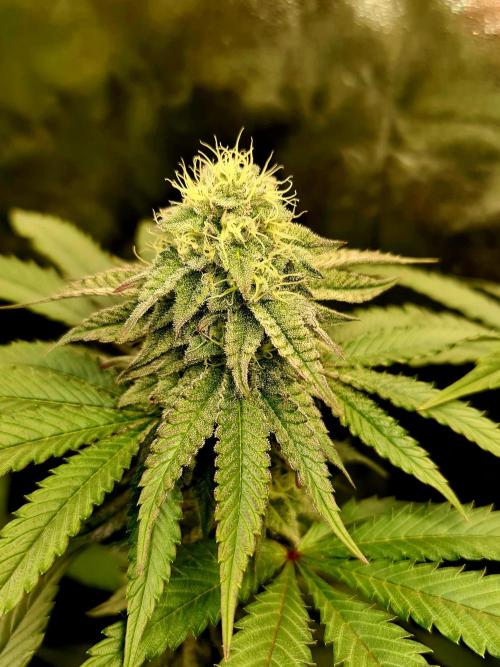 FatalFlower Gen.*Oim's Finest. Week 12