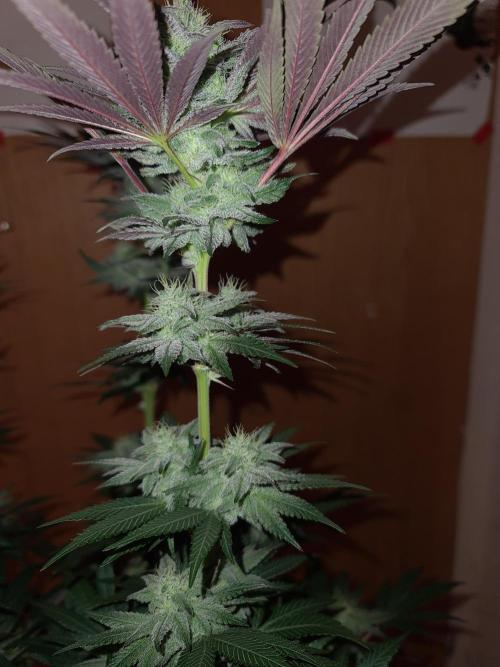 FatalFlower Gen.*Oim's Finest. Week 12