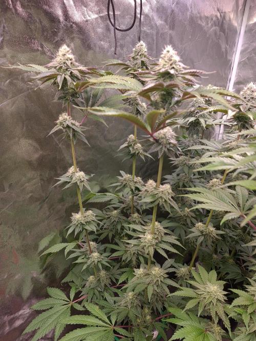 FatalFlower Gen.*Oim's Finest. Week 12