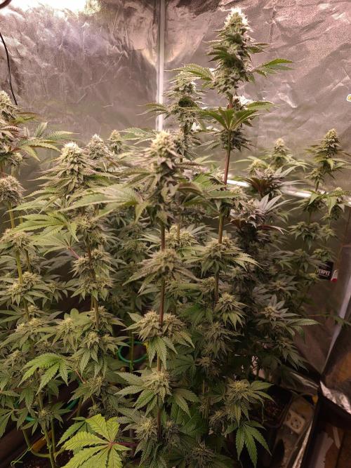 FatalFlower Gen.*Oim's Finest. Week 12