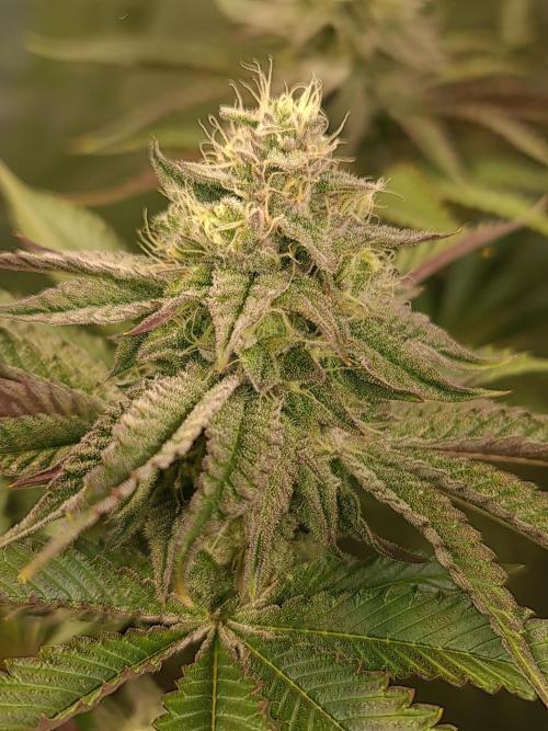 FatalFlower Gen.*Oim's Finest. Week 12