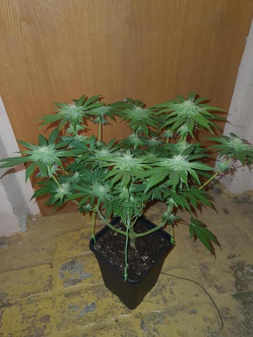 Higher Heights Mendo. Week 11