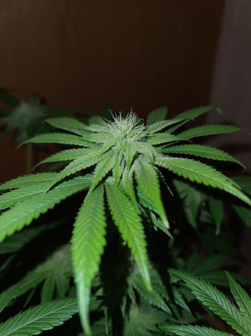 Higher Heights Mendo. Week 11