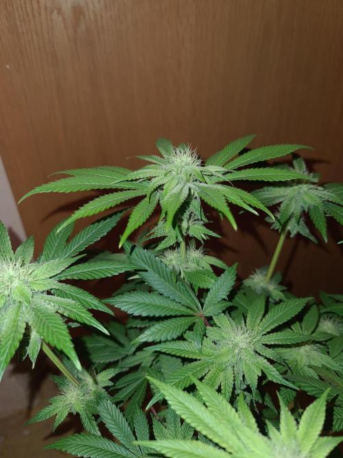 Higher Heights Mendo. Week 11