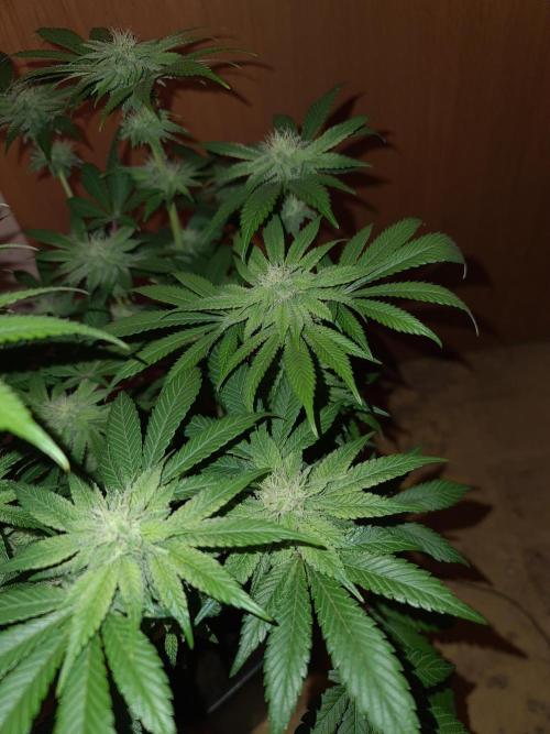 Higher Heights Mendo. Week 11