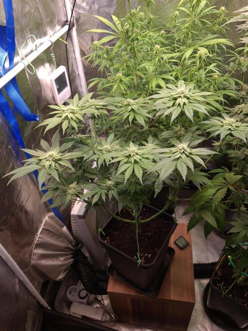 Higher Heights Mendo. Week 11