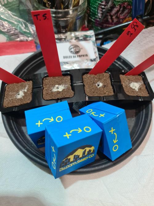 Bloom&Seed.Co. Week 0