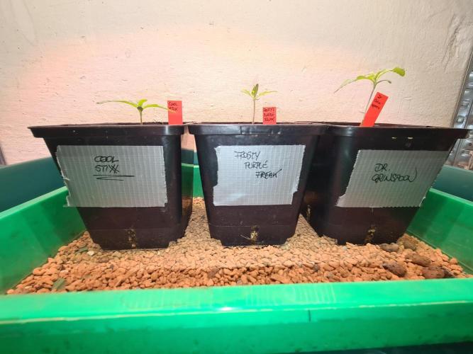 Frosty - Freaky - Purple. Week 2