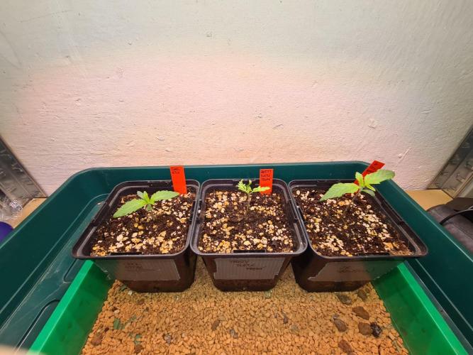 Frosty - Freaky - Purple. Week 2