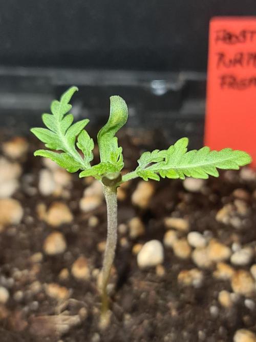 Frosty - Freaky - Purple. Week 2