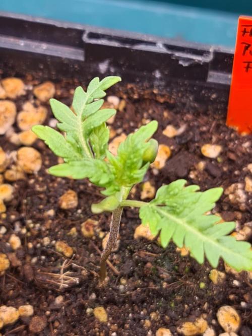 Frosty - Freaky - Purple. Week 2