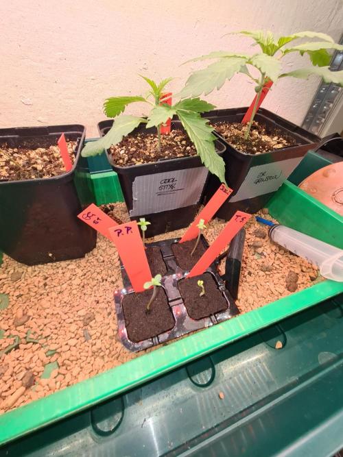 Bloom&Seed.Co. Week 1