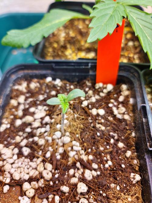 Bloom&Seed.Co. Week 1