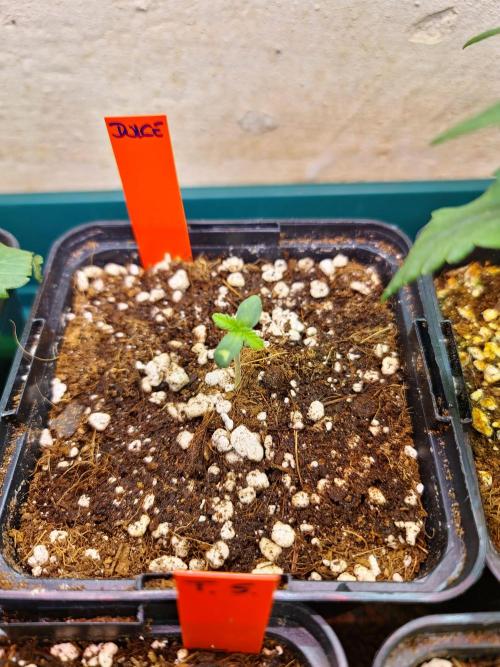 Bloom&Seed.Co. Week 1