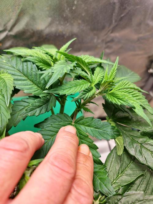 Connoisseur Genetics Cherry Diesel Skunk. Week 6