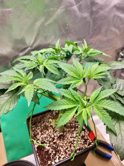 Connoisseur Genetics Cherry Diesel Skunk. Week 6