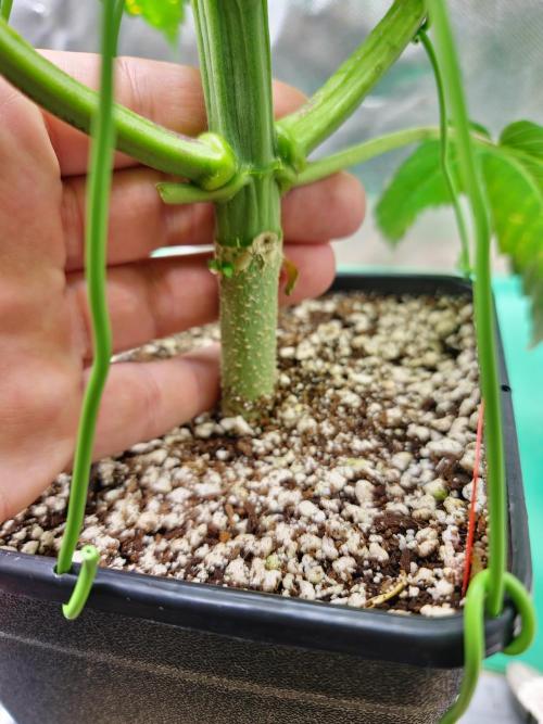 Connoisseur Genetics Cherry Diesel Skunk. Week 6