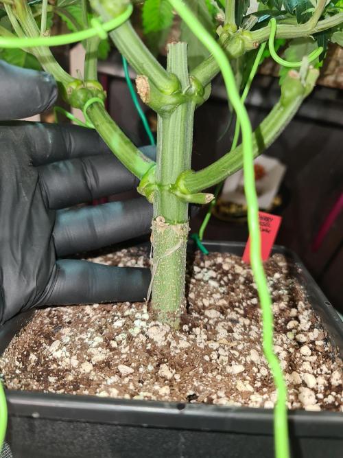 Connoisseur Genetics Cherry Diesel Skunk. Week 7