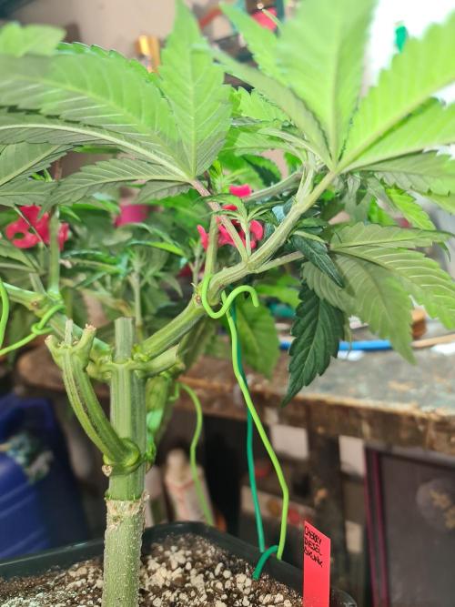 Connoisseur Genetics Cherry Diesel Skunk. Week 7