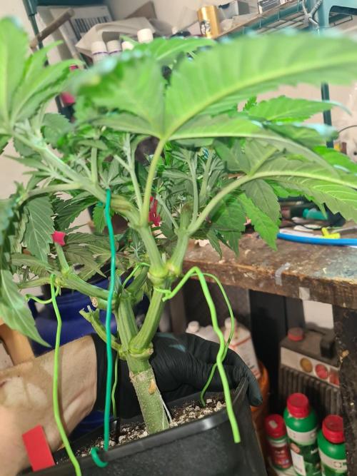 Connoisseur Genetics Cherry Diesel Skunk. Week 7