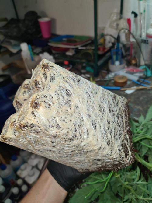 Connoisseur Genetics Cherry Diesel Skunk. Week 7