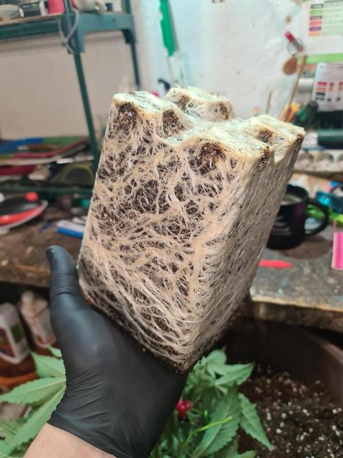 Connoisseur Genetics Cherry Diesel Skunk. Week 7