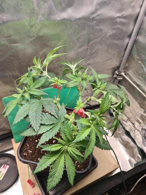 Connoisseur Genetics Cherry Diesel Skunk. Week 7
