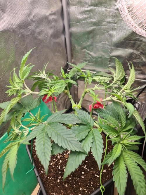 Connoisseur Genetics Cherry Diesel Skunk. Week 7