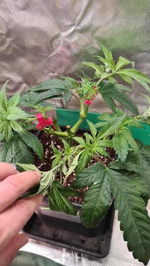 Connoisseur Genetics Cherry Diesel Skunk. Week 7