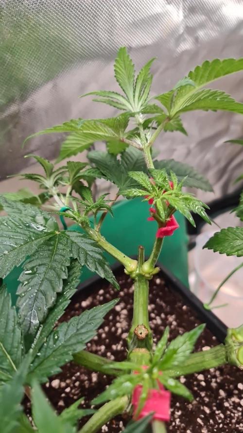 Connoisseur Genetics Cherry Diesel Skunk. Week 7