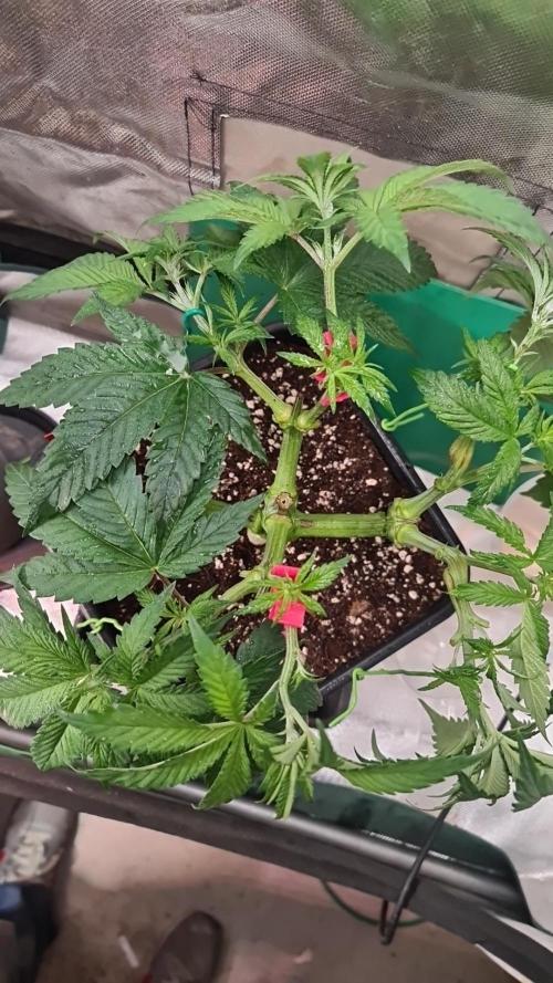 Connoisseur Genetics Cherry Diesel Skunk. Week 7