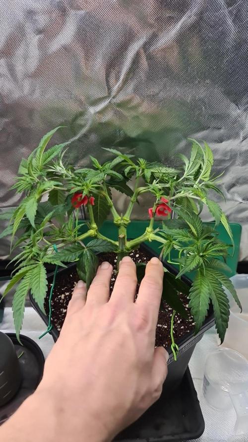 Connoisseur Genetics Cherry Diesel Skunk. Week 7