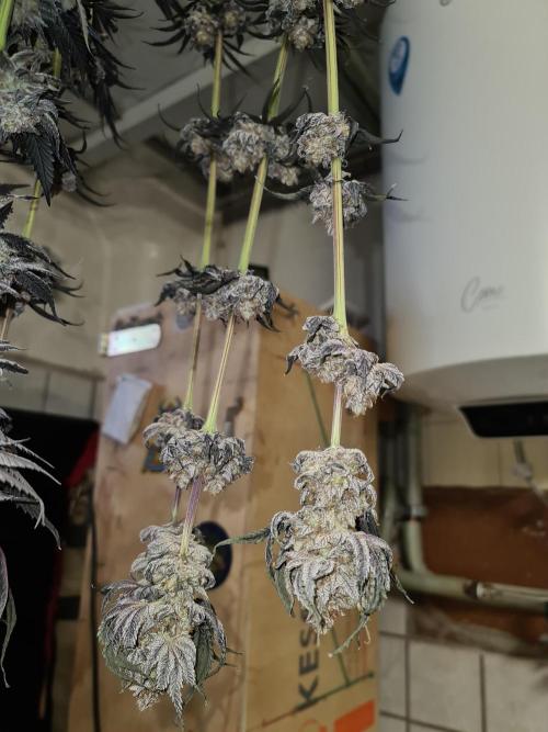 FatalFlower Gen.*Oim's Finest. Week 16