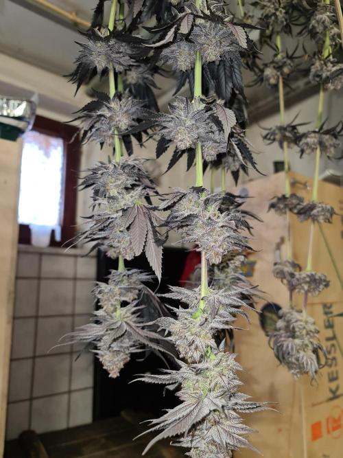 FatalFlower Gen.*Oim's Finest. Week 16