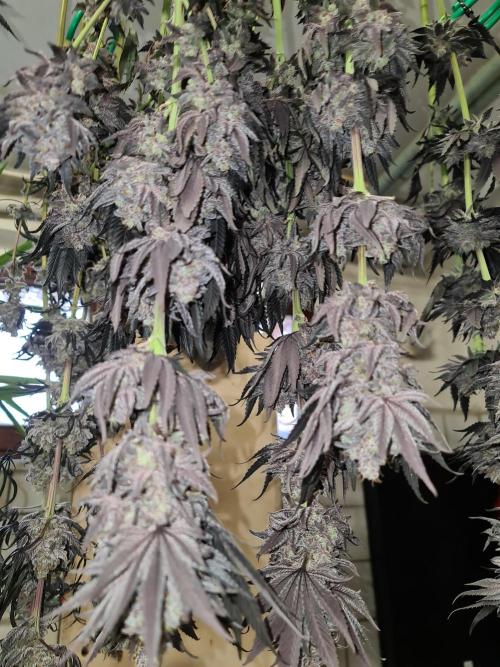 FatalFlower Gen.*Oim's Finest. Week 16