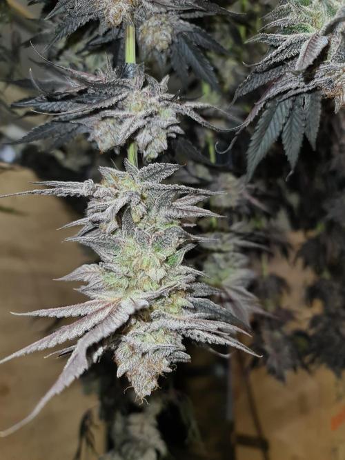 FatalFlower Gen.*Oim's Finest. Week 16