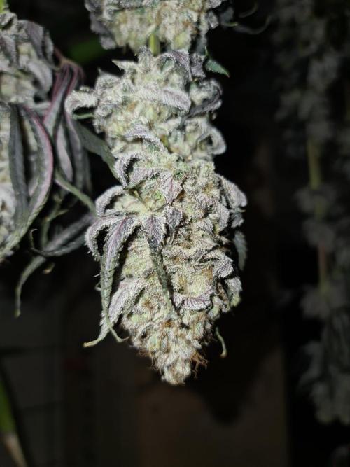 FatalFlower Gen.*Oim's Finest. Week 16