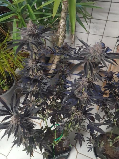 FatalFlower Gen.*Oim's Finest. Week 16