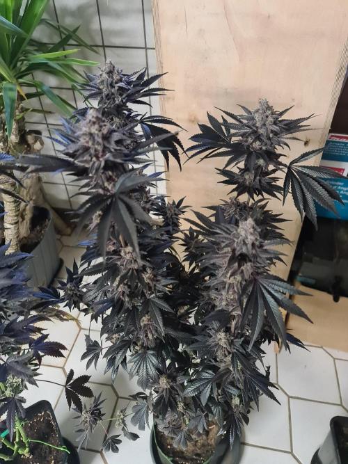 FatalFlower Gen.*Oim's Finest. Week 16