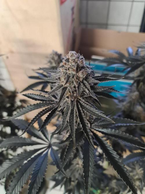 FatalFlower Gen.*Oim's Finest. Week 16