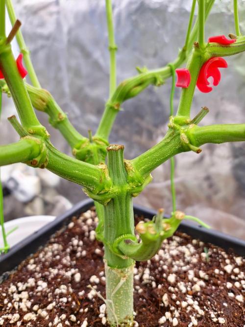 Connoisseur Genetics Cherry Diesel Skunk. Week 9