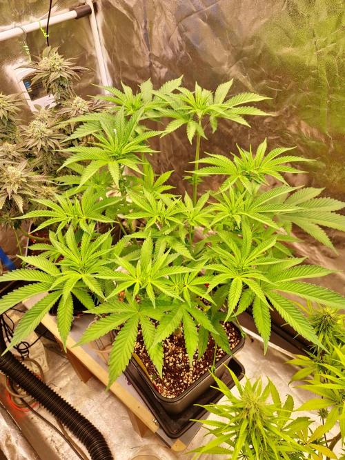 Connoisseur Genetics Cherry Diesel Skunk. Week 9