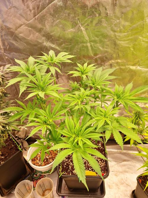 Connoisseur Genetics Cherry Diesel Skunk. Week 9
