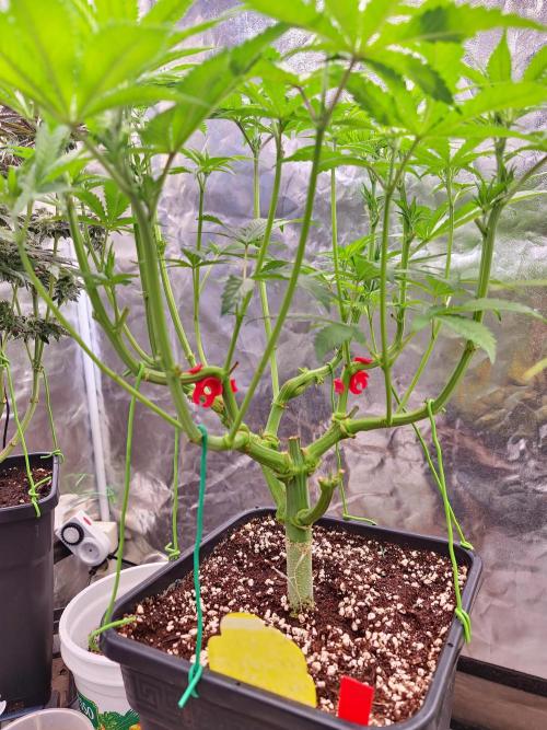 Connoisseur Genetics Cherry Diesel Skunk. Week 9