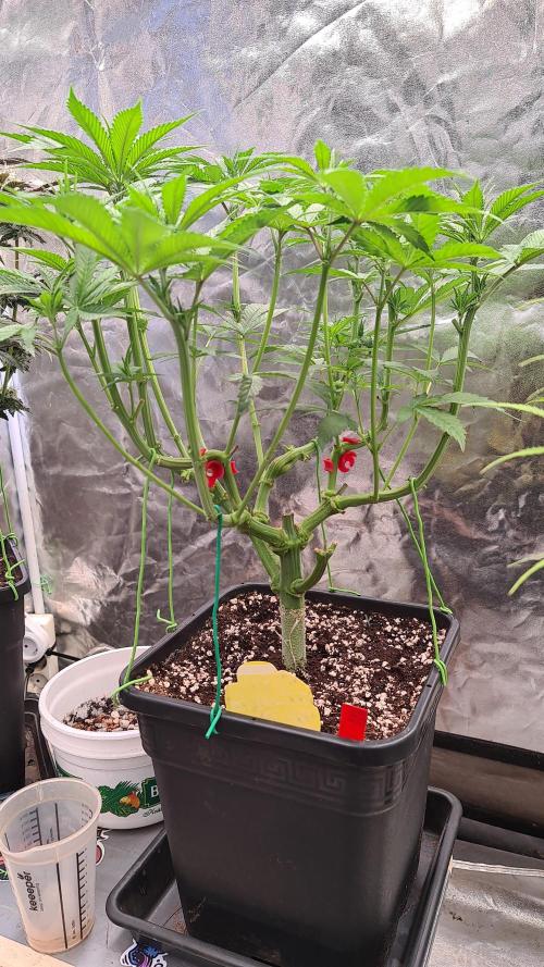 Connoisseur Genetics Cherry Diesel Skunk. Week 9