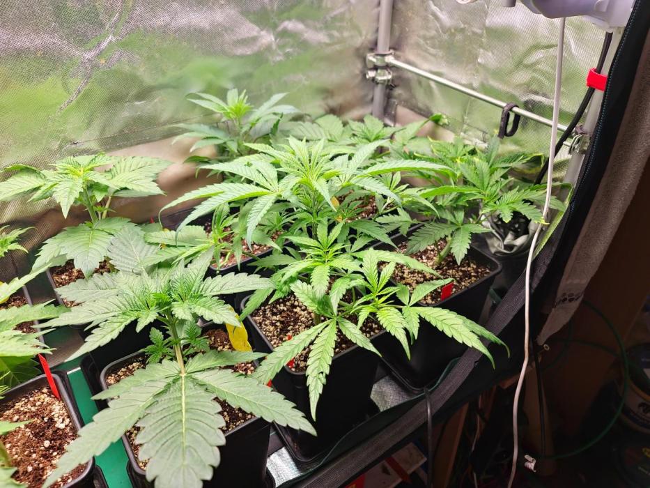 Bloom&Seed.Co. Week 4